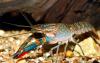Australian redclaw crayfish could invade Botswana's Okavango Delta within 10 years
