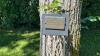 City of Saskatoon removing memorial tree stricken by Dutch elm disease