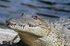 28-year-old man is killed after crocodile drags him out to sea off resort beach in Mexico