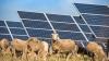 Goodbye to machines: a German industrial giant hires 100 sheep to graze among the 31,000 panels of its massive solar plant