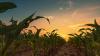 Syngenta Sues BASF for Infringing U.S. Herbicide Patent