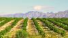 Africa’s Window of Opportunity: Why Biologicals Are Opening New Doors for Crop Protection Companies