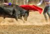 One Year Before Their End, Bullfights in Colombia Receive a Few Banderillas