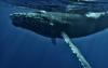 Listen to Whales to Improve Connection, Care & Ocean Health (Commentary)