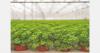 Belgian company uses vertical farming, peat reduction, and new retail concepts to accelerate innovation