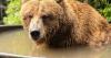 Brown bear injured in fight last month at Alaska Zoo relocated to new facility