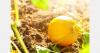 Denmark exempts fruit and vegetable growers from 2027 fertilizer restrictions