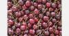 "Cherry exports to Singapore, Malaysia, Dubai, and the Far East have increased this season"