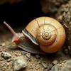 Greek Cave Snail Identified, Named for Hermes and His Nymph Caretaker
