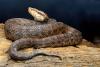 Pakistan's high mountains hid a 160-year pit viper secret, and DNA revealed 3 new species