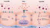 Scientists reveal how aging weakens the brain's protective barrier