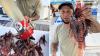 'If we just let nature take its course, there will be nothing left': Diver defends lionfish removal