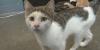 Northeast Missouri Humane Society hosts 2nd annual Adopt-A-Thon