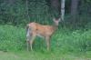 Antlerless permit applications available on Fish and Wildlife website