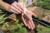 Recycled glass and salt-loving bacteria are helping scientists bring back coastal cypress