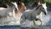 Equine Geneticist Warns Arizona Horse Herd Should Not Be Reduced Without Scientific Review