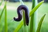 New Zealand hopes fade that parasitic worm can stop invasive Portuguese millipedes