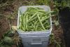 Paranoid About Parasites? Uri Food Safety Expert Offers Information, Tips to Avoid Summer's Cyclosporiasis