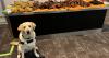 Dharla, a CBSA detector dog, sniffs out almost 38 kg of undeclared meat at Toronto Pearson