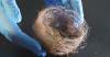 Scientists unravel composition of old birds' nests to fight climate change