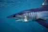 Wildlife photographer shares haunting mako shark images from Mexico