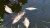 Dead fish still blanket a Kansas pond, and residents say the smell is filling their homes
