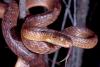 Guam volunteers learn to catch invasive brown tree snakes, then nab about 20 after dark