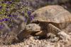 Tribes and Environmental Groups Push Back on Trump Rule to Diminish Habitat Protections for Endangered Species