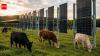 In New Jersey, cows named Blossom, Misty and Flurry graze beneath solar panels as scientists test whether one field can produce both food and clean energy