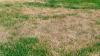 Gardeners urged to do 1 important job this Sunday to revive brown, patchy lawns