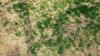 Gardeners urged to do 1 task this Sunday to revive brown grass