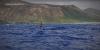 Hundreds gather in Hawaii for Molokai-2-Oahu downwind foil race