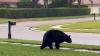Florida video captures three-legged black bear, and neighbors say local legend Tripod is back