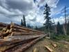 Report: Woody biomass in Colorado: Quantification, assessment and opportunities