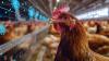 FCC report says AI could strengthen competitiveness of Canadian ag