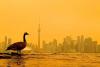 Canadian wildfire smoke chokes Toronto