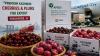 Kashmir's Premium Cherries, Plums Reach Singapore In First Export Shipment