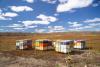 Nearly 200 acres of wild blueberry land in one town among fields listed in coastal Maine