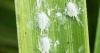 Tiny pest poses big problem for Central Texas