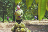 Durian export boom boosts Vietnamese growers