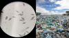 Scientists discovered a plastic-eating fungus in the Amazon rainforest that survives without oxygen and could one day help tackle landfill waste worldwide