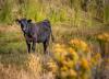 Animal Ag Working To Prevent Activists From Hijacking Livestock