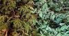 Woman let 'professional' cannabis farm be set up in shed before turning to dealing