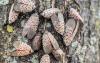 Are Spotted Lanternflies That Bad For Your Yard? Here’s How They Affect Your Plants and Environment.