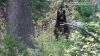 Why you may be seeing more bears in Utah this summer