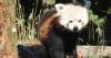 Rare female red panda begins new life in Cumbrian wildlife park