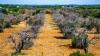 BeXyl strengthens Europe’s science-based response to Xylella fastidiosa [Promoted Content]