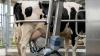Farmer charged with subsidy fraud involving robotic milking equipment