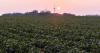 Surge of Iowa farmland sales likely later this year