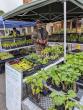 “Nature is feeding us”: market garden farm’s diversity practices includes permaculture principles